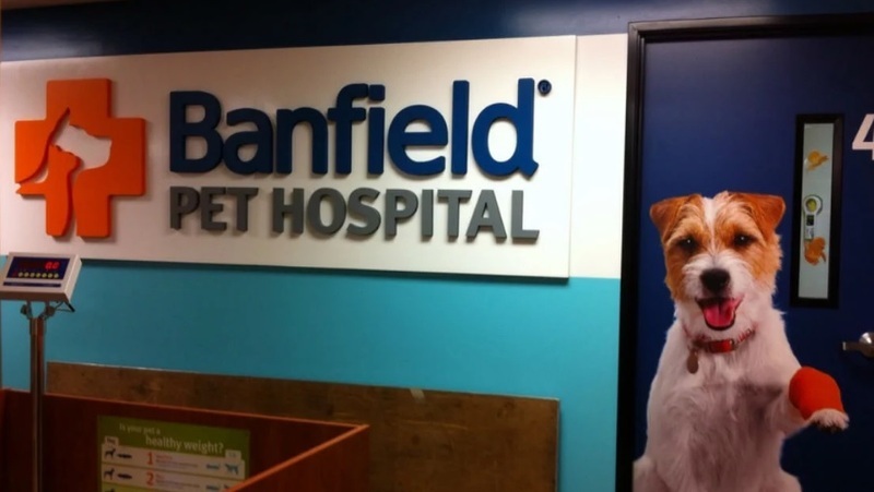 مستشفى “بانفيلد” للحيوانات الأليفة تكشف النقاب عن تقريرها السنوي للمسئولية المجتمعية