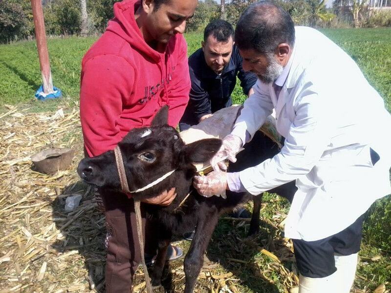 «بيطري الفيوم»: تحصين 64 ألف رأس ماشية خلال الحملة القومية للتحصين ضد الحمى القلاعية