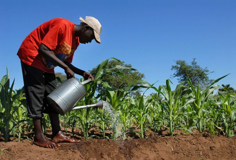 Sustainable Food systems and Agriculture Conf. to open in Addis Ababa Tuesday