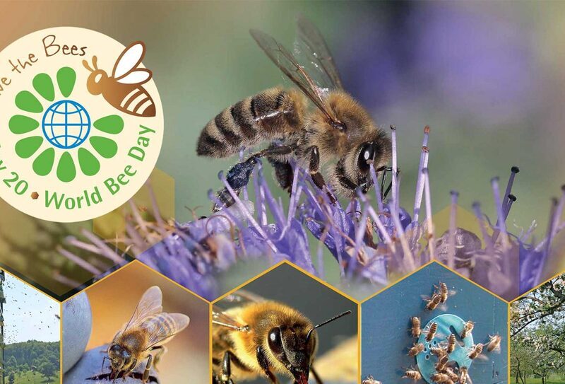 Bees, other pollinators cornerstone for sustainable development