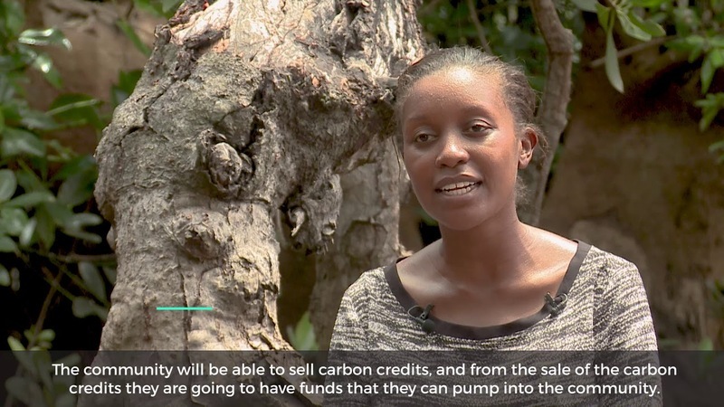 Carbon credits from Kenya’s mangrove conservation to pump $ 30,000 a year