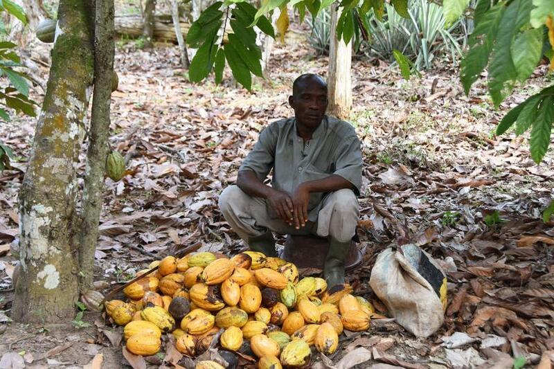Agroforestry proves to be best way to restore 20% of Côte d’Ivoire’s forests