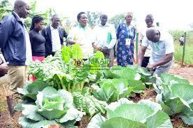 UNIDO,FAO to launch initiative to accelerate African youth employment in agribusiness