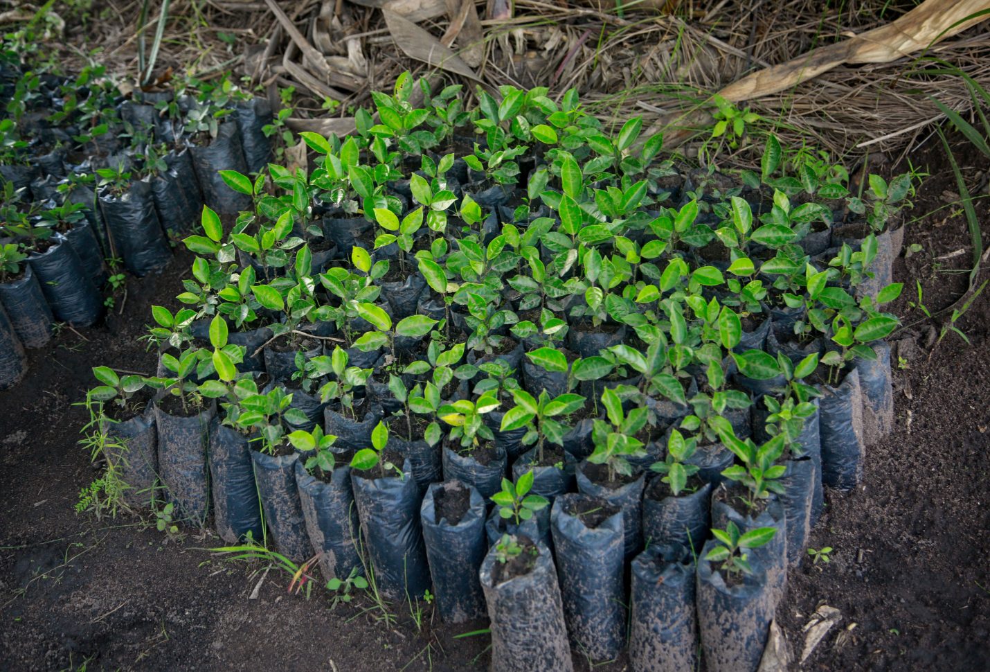 UNDP, GEF join hands to help Angola maintain charcoal industry in sustainable way