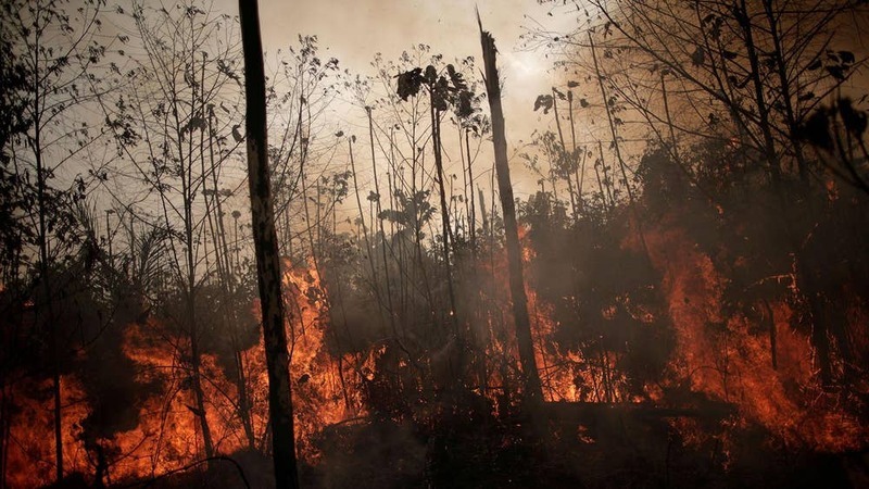 The Amazon rainforest is burning, but it is food price profiteering that really swings the axe