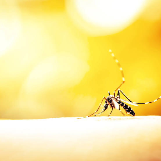 Climate change to increase mosquito-borne disease threats in Australia