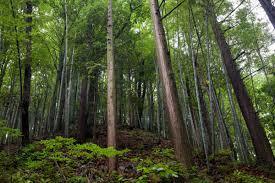 World Bank, Germany to work on reducing deforestation under PROGREEN