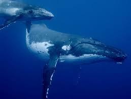 Whales offer humans 1- trillion-dollar service by absorbing tons of CO2