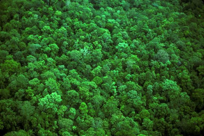 FAO, GEF join hands for $7.1 m project for efficient monitoring, reporting on forests, land-use