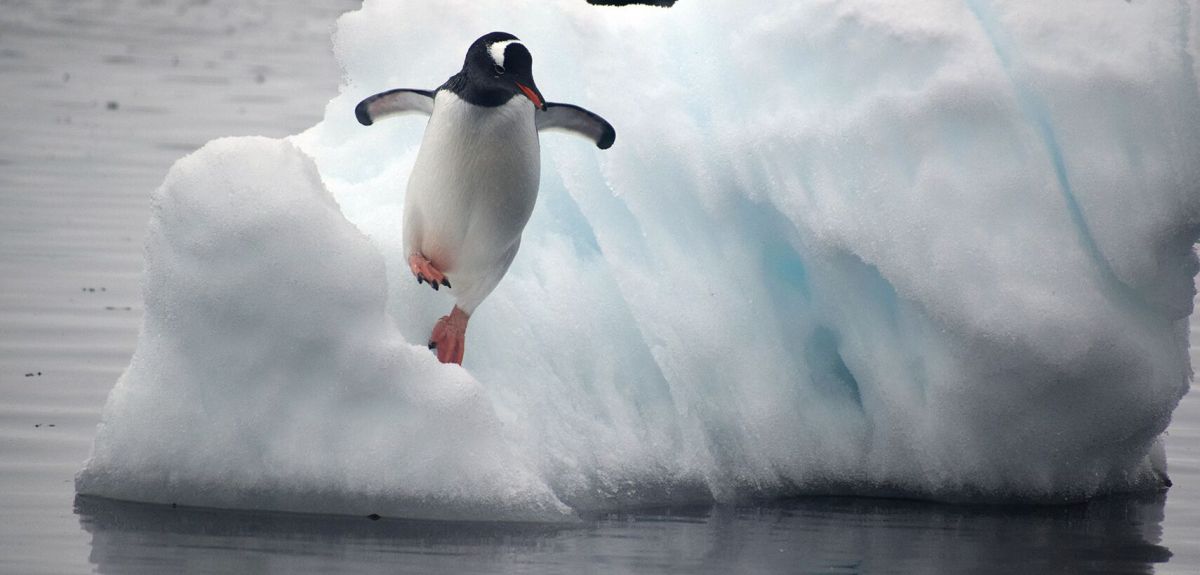 Oxford University researchers spotlight impact of climate change on Penguins