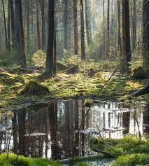 Germany pledges €60 m for ecosystem-based adaptation