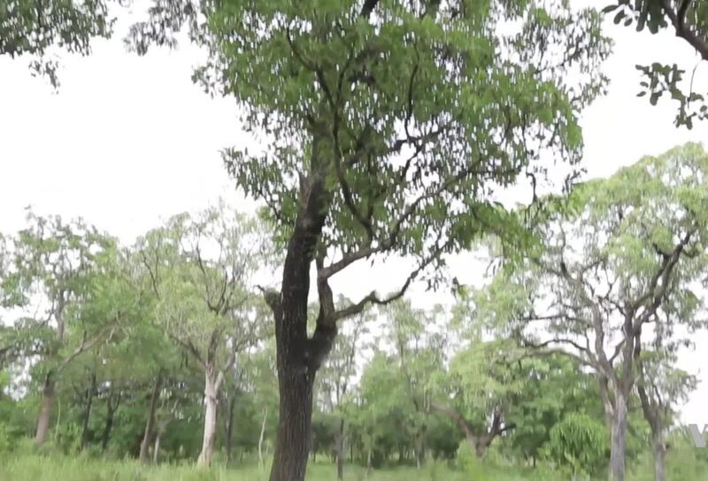 19-day Kampala-Nairbi walk for saving shea trees in Africa