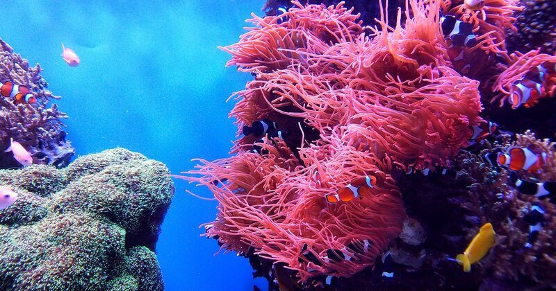 UNEP launches campaign to save glowing corals from death