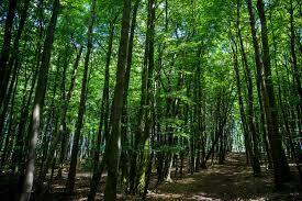 لجنة بريطانية غير وزارية تخصص 10 ملايين جنيه استرليني لتكثيف زراعة الغابات