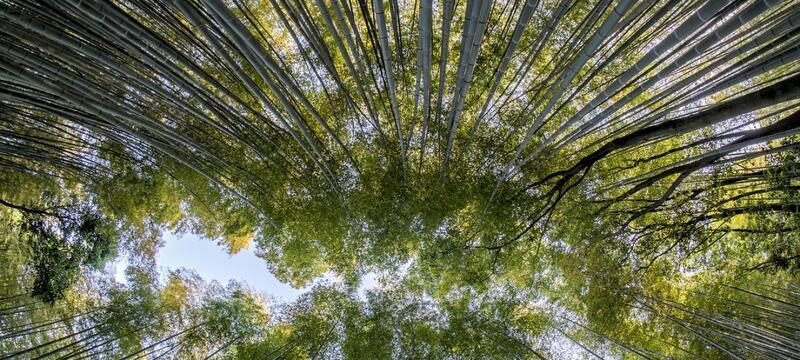 Conserving forests vital for protecting people’s health, SDGs
