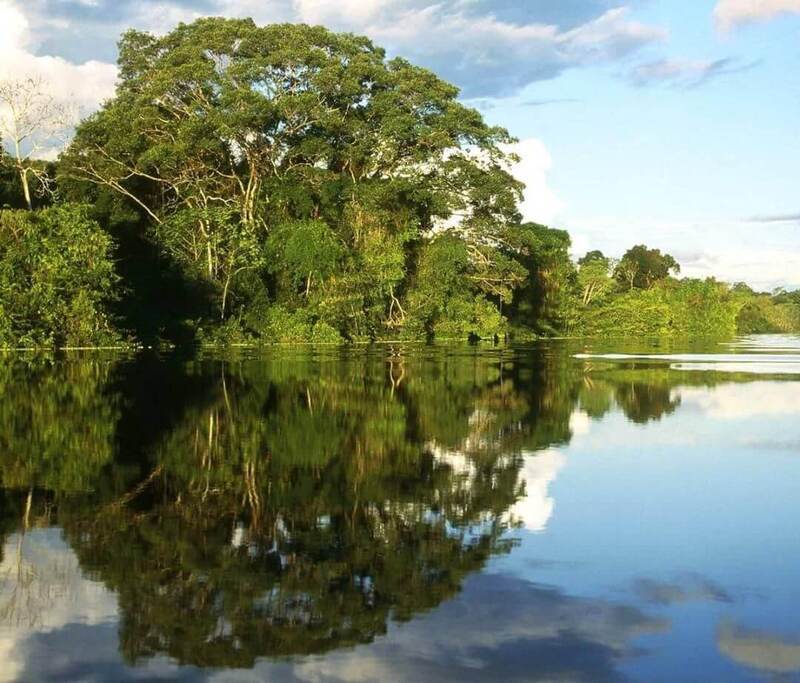 Guideline for saving mangroves to avoid $ 82 bn loss