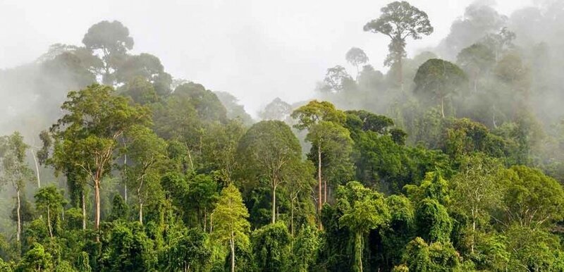Nestlé invests CHF 2.5m for restoring Cavally forest in Côte d’Ivoire