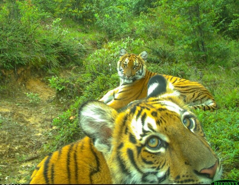Climate change brings tigers closer to Bhutan villagers