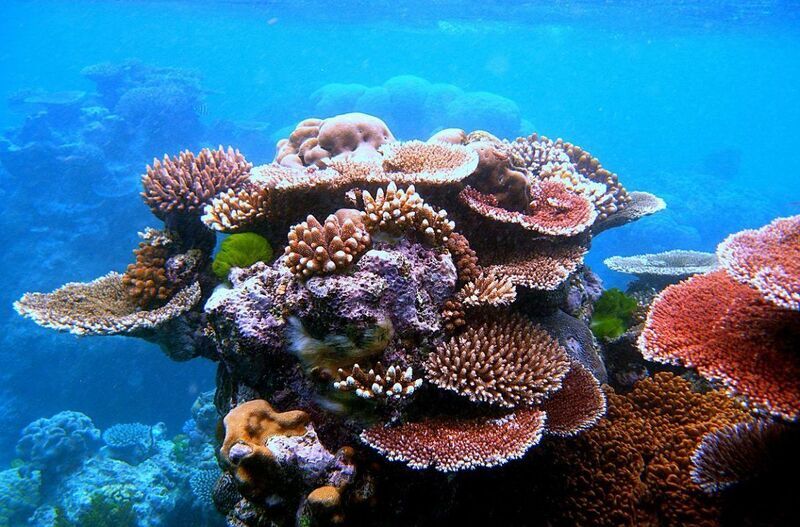صندوق أممي لجمع واستثمار نصف مليار دولار لحماية الشعاب المرجانية