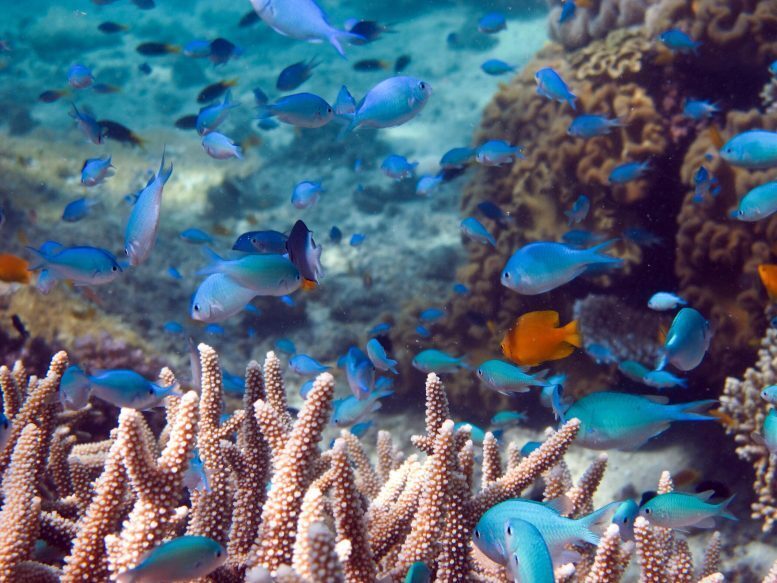 New Global Fund for Coral Reefs seeks to raise, invest $ 500m in 10 years