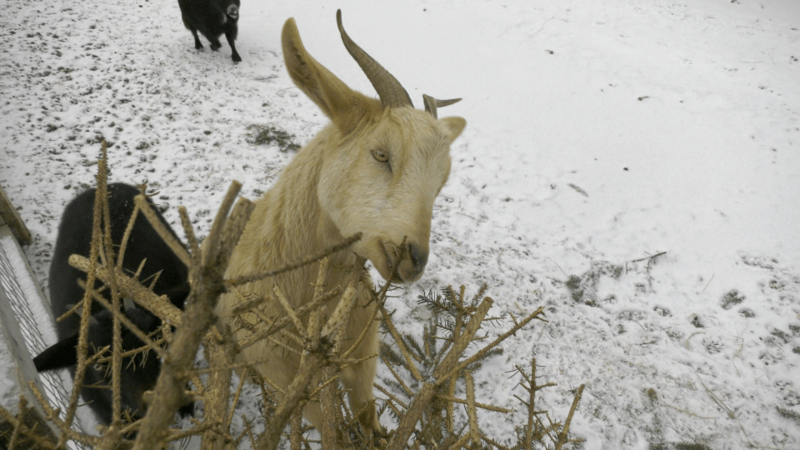 Feed your Christmas tree to the goats! How to recycle the real tree on the farm