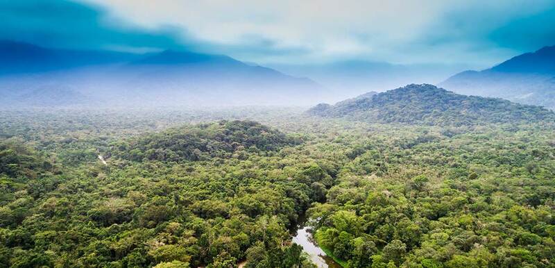 Nestlé joins LEAF coalition to mobilize $ 1 bn to protect forests