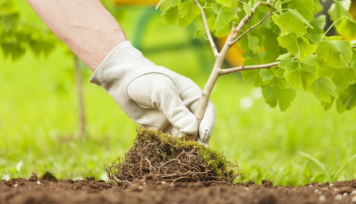 44,000 trees to be planted across UK