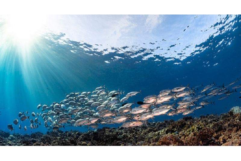 فوريفر أوشن” :امتياز بحري لإنتاج المأكولات البحرية المستدامة