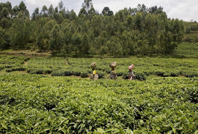 FAO urges more social, environmental sustainability in tea sector
