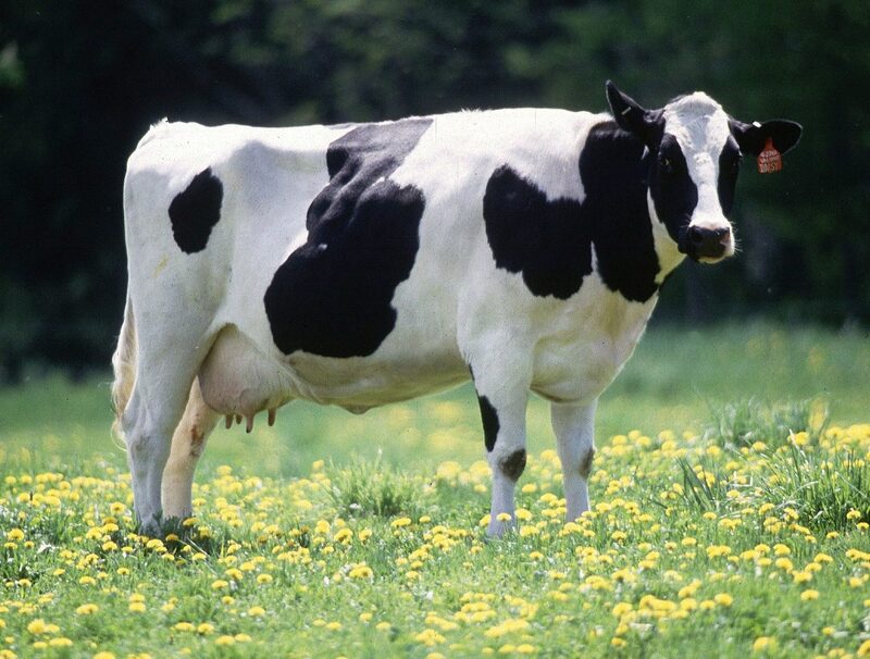 نيوزيلندا تتجه لفرض ضرائب على تجشؤ الأبقار والأغنام لمعالجة الاحتباس الحراري