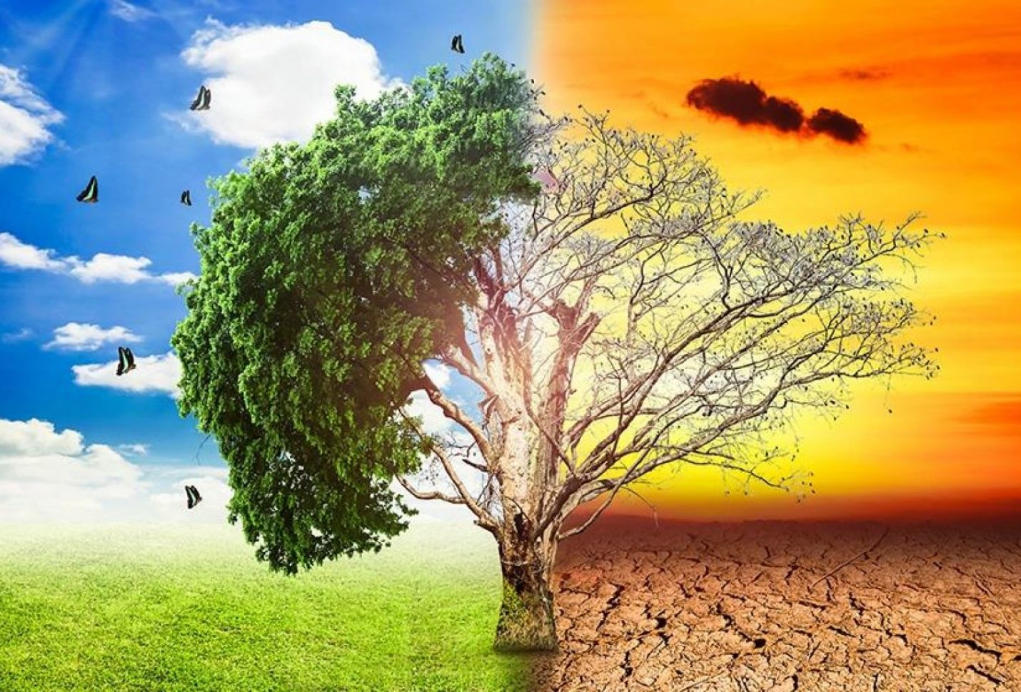 كلية الدراسات العليا والبحوث البيئية تُطلق «التغيرات المناخية وأجندة الجامعات الخضراء لـ COP 27