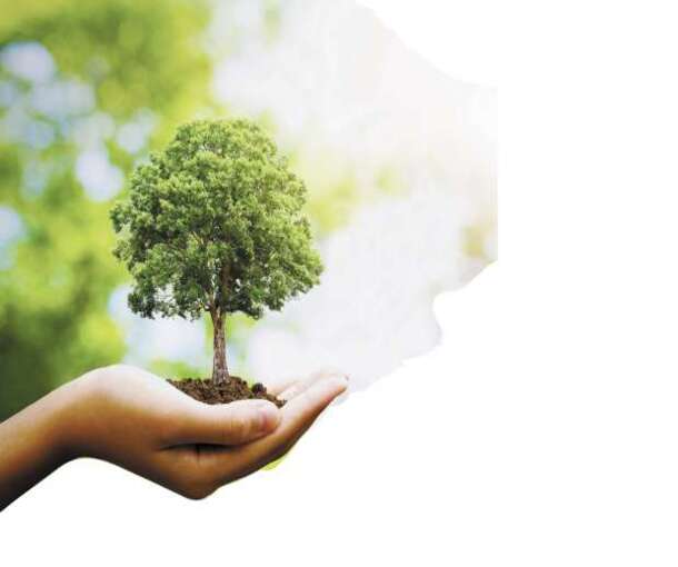 التنمية المحلية: زراعة 7,7 مليون شجرة بالمحافظات خلال 2022