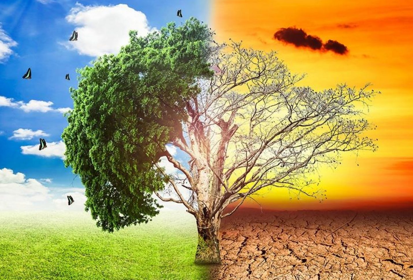 غداً.. «الأعلى للثقافة» يناقش أهداف التنمية المستدامة وتغير المناخ