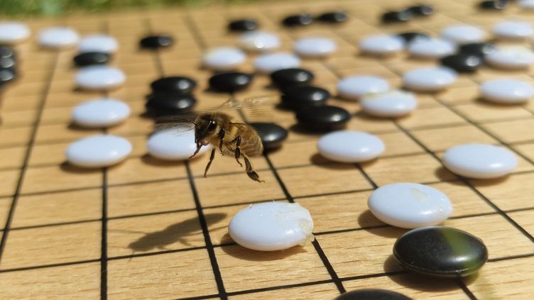 Research examines how honeybees’ brain can inspire more efficient robots