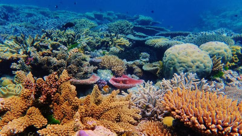 SHEBA teams up with Hawai singer Cravalho, Kuleana Coral Reefs to step up restoring coral reefs 