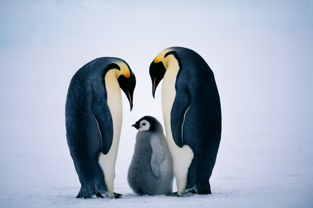I have studied emperor penguins for 30 years. We may witness their demise in our lifetime