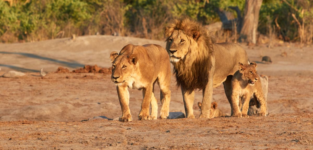 New research: About $ 3 bn needed annually for protecting all remaining African lions