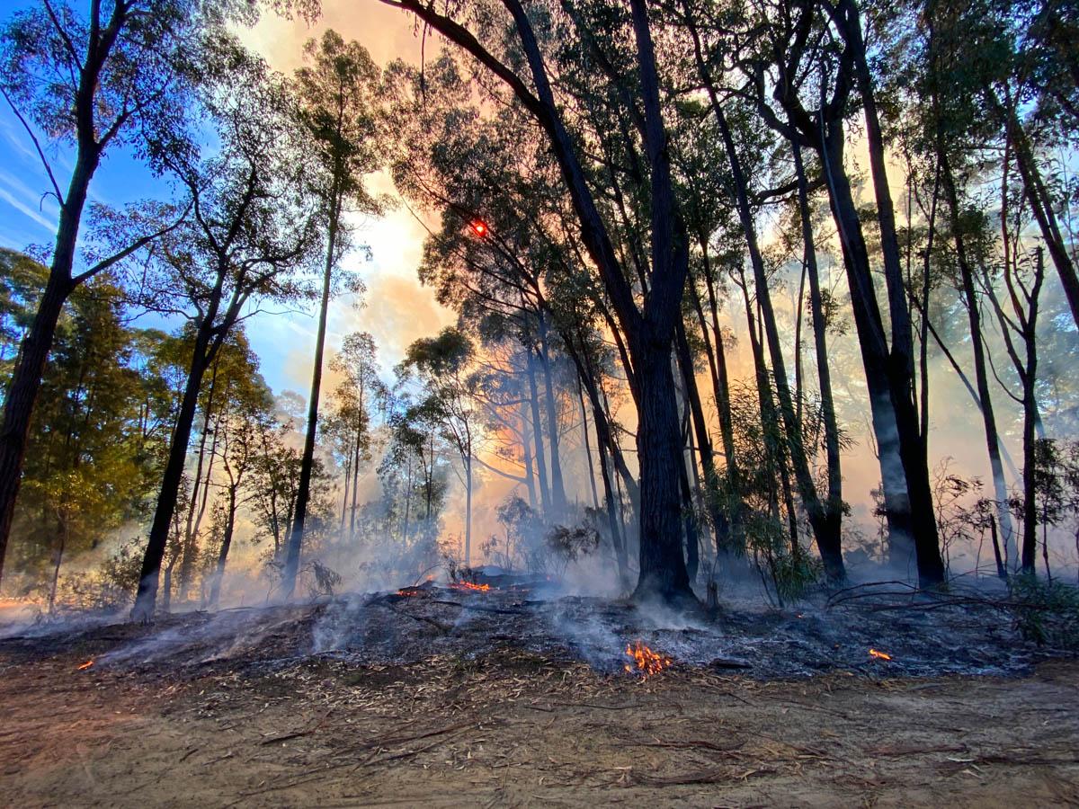 New app to raise awareness how AI can help curb devastating losses during bushfires