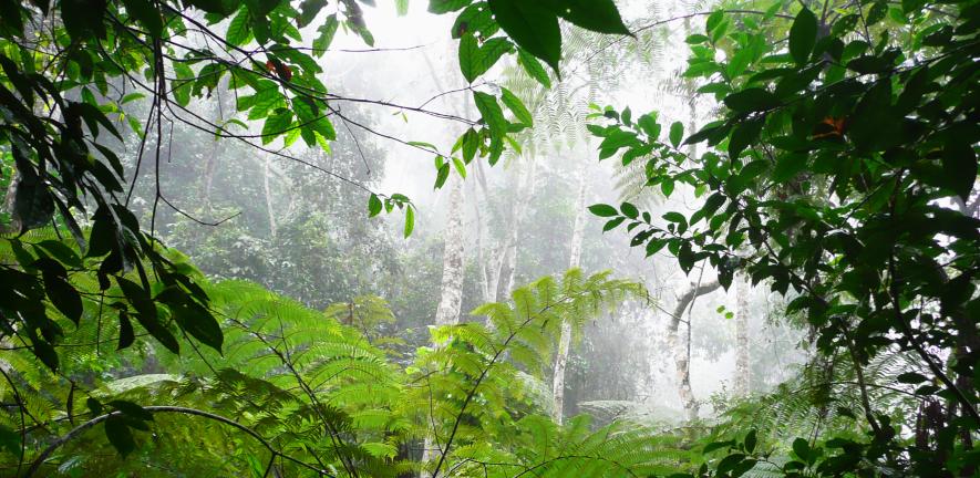 New way to price carbon credits to encourage investment in forest preservation