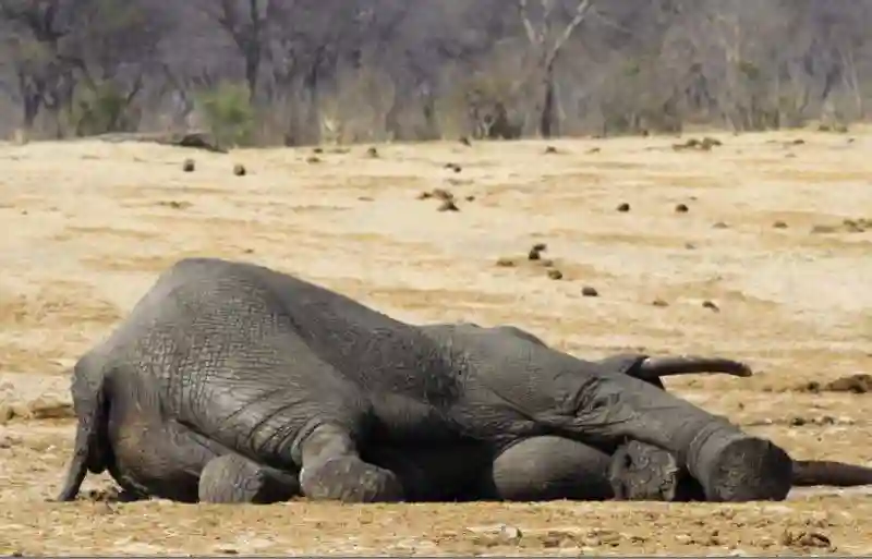 About 100 elephants dead in Zimbabwe over El Niño, water shortage