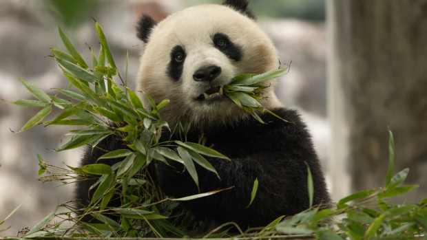 FedEx donates fees for transporting two pandas under environmental ...